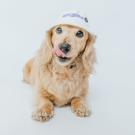 Pupfluencer Bucket Hat (For Doggos)